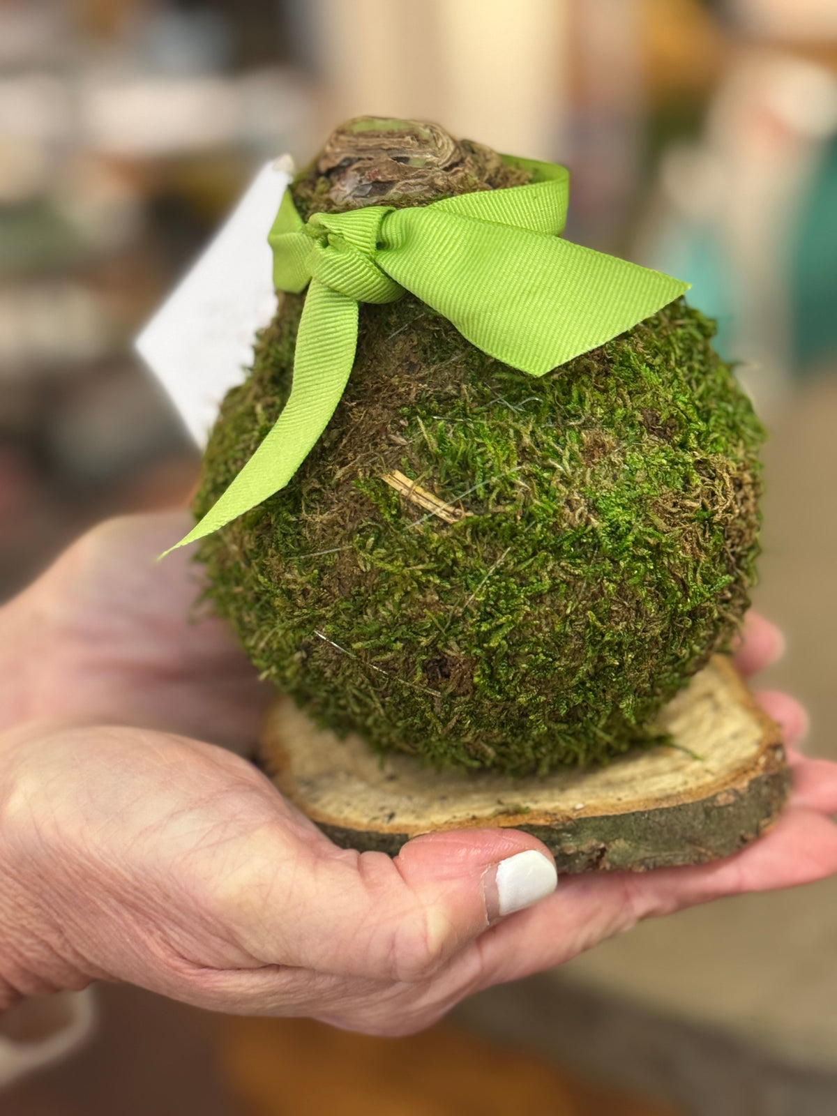 PREMIUM MOSS COVERED JUMBO AMARYLLIS BULB