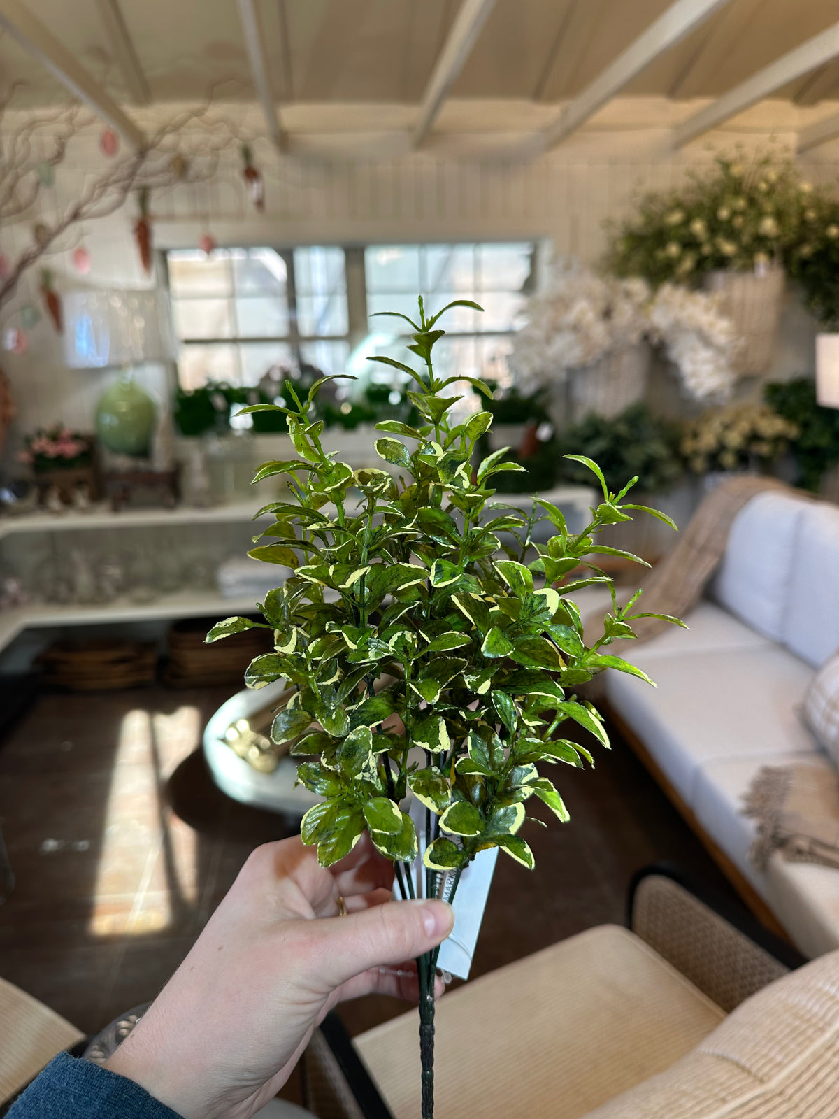 VARIEGATED BOXWOOD BUSH 13"