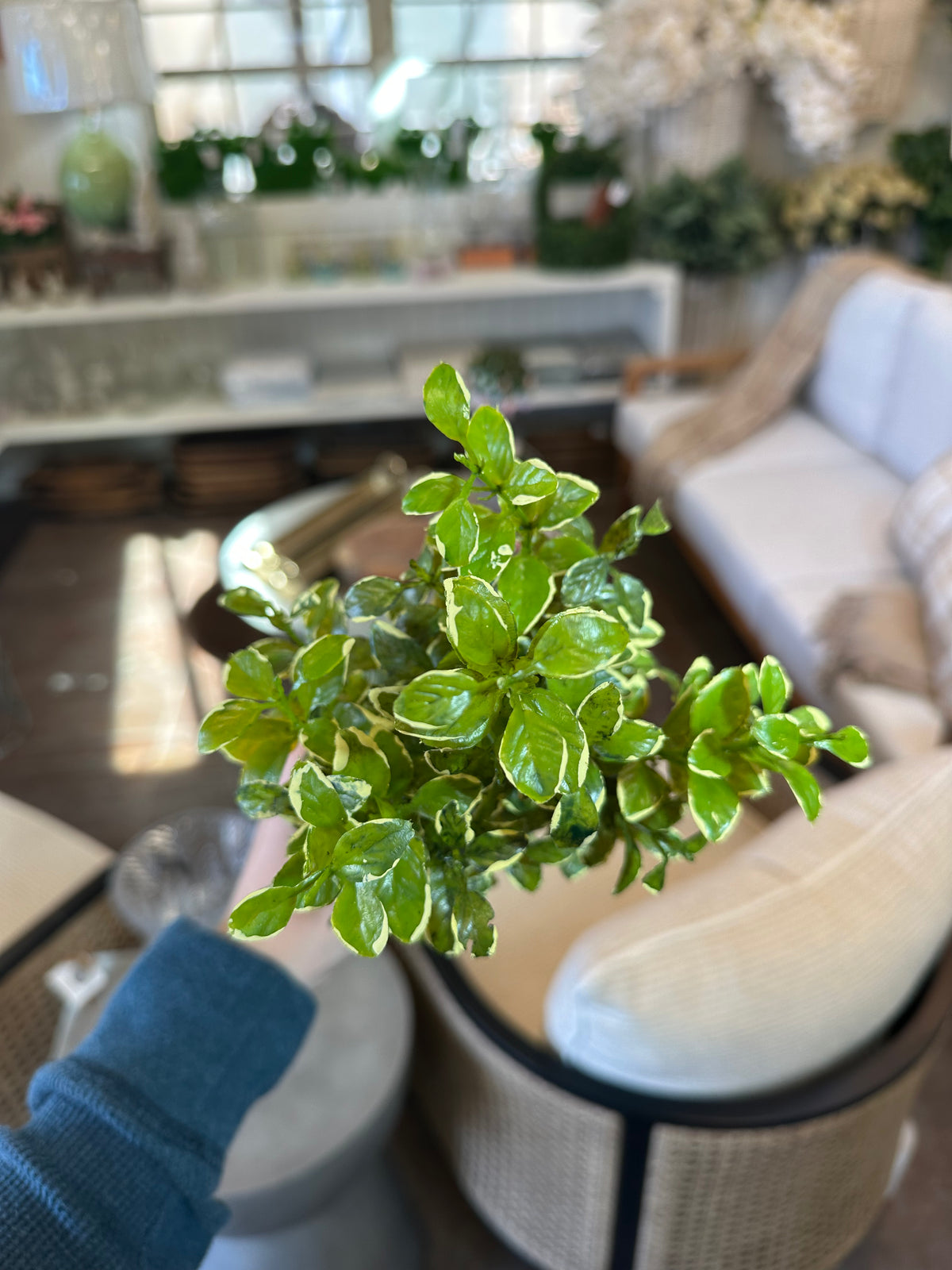 VARIEGATED BOXWOOD BUSH 13"