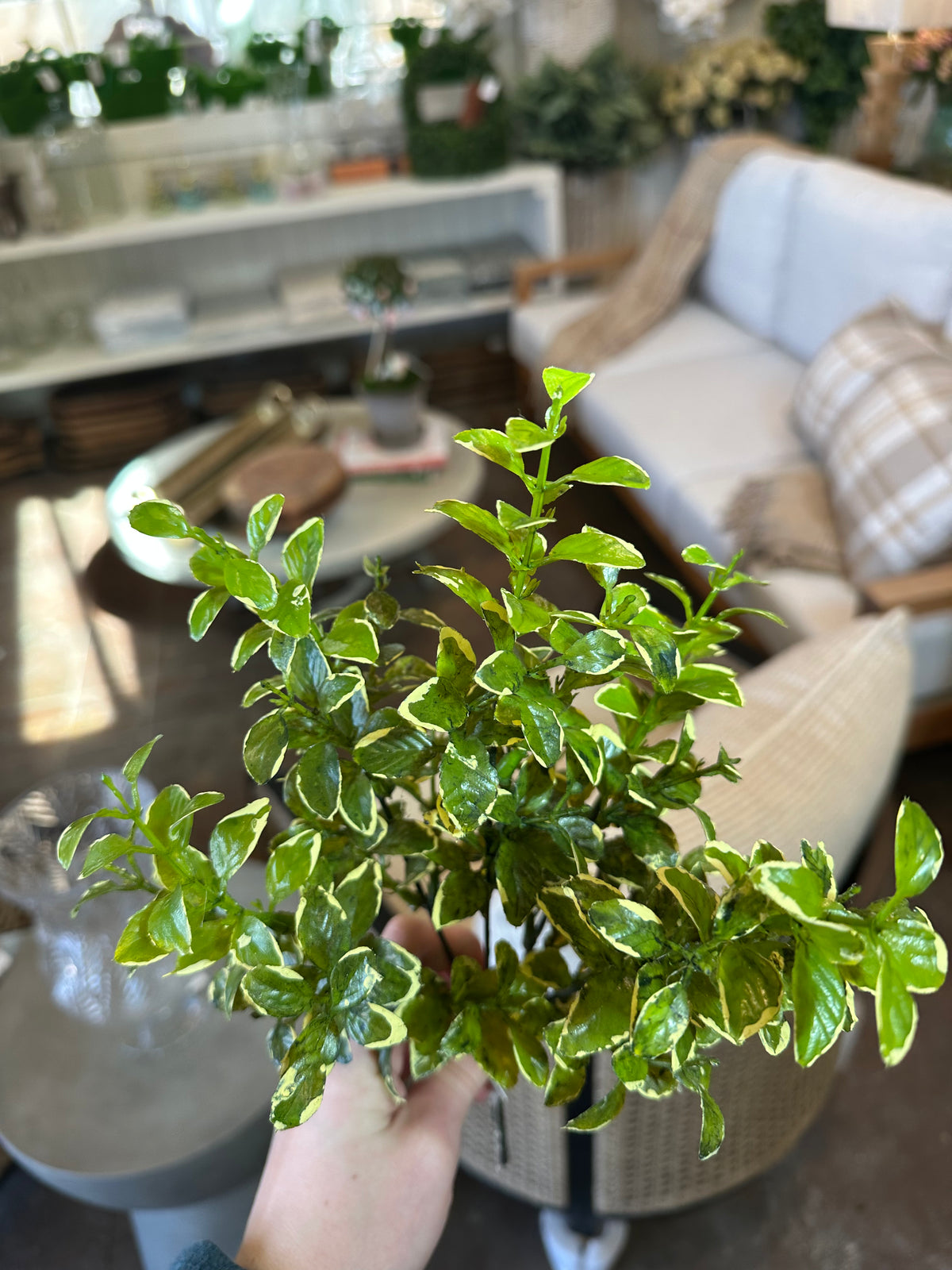 VARIEGATED BOXWOOD BUSH 13"