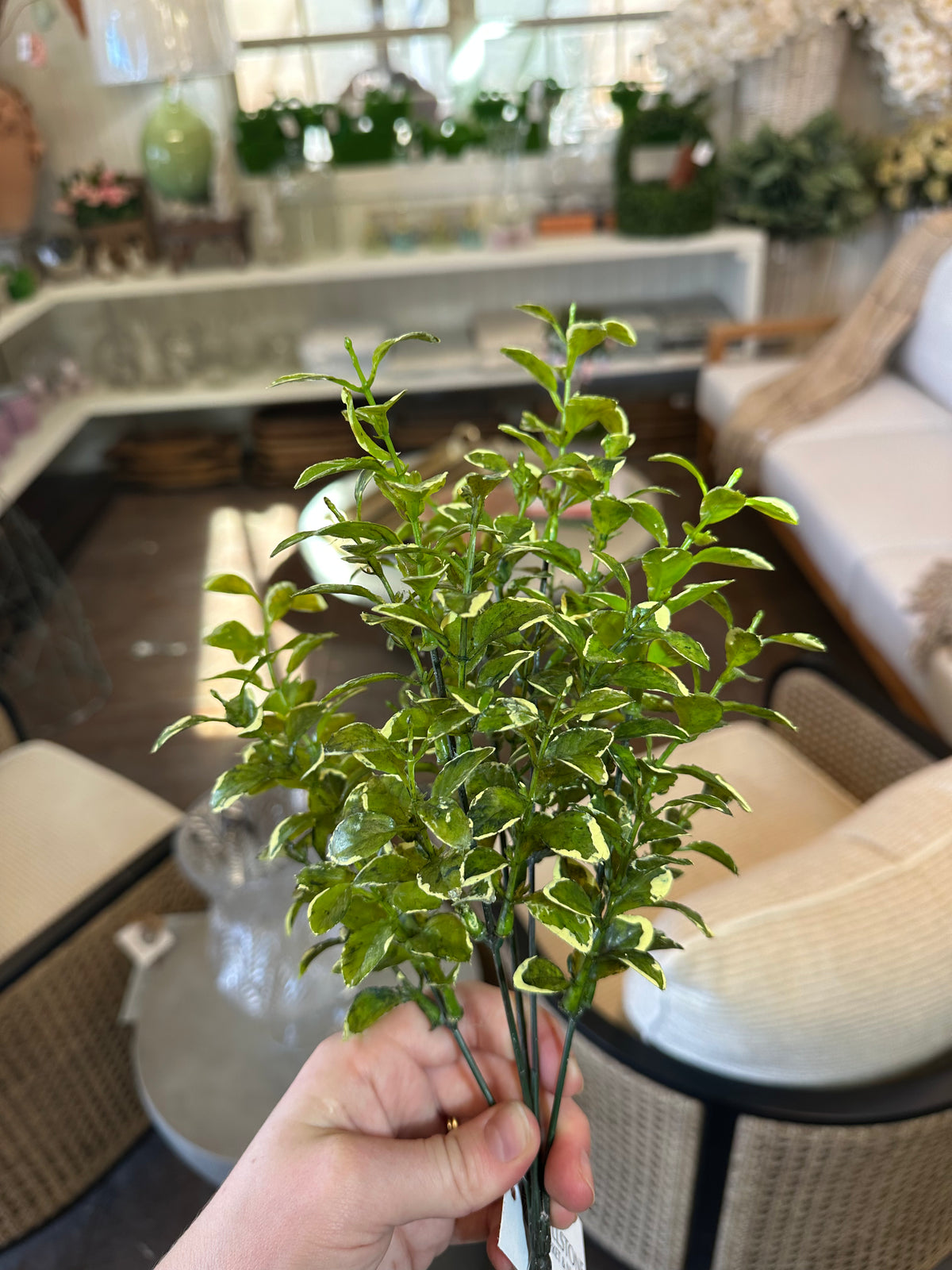 VARIEGATED BOXWOOD BUSH 13"