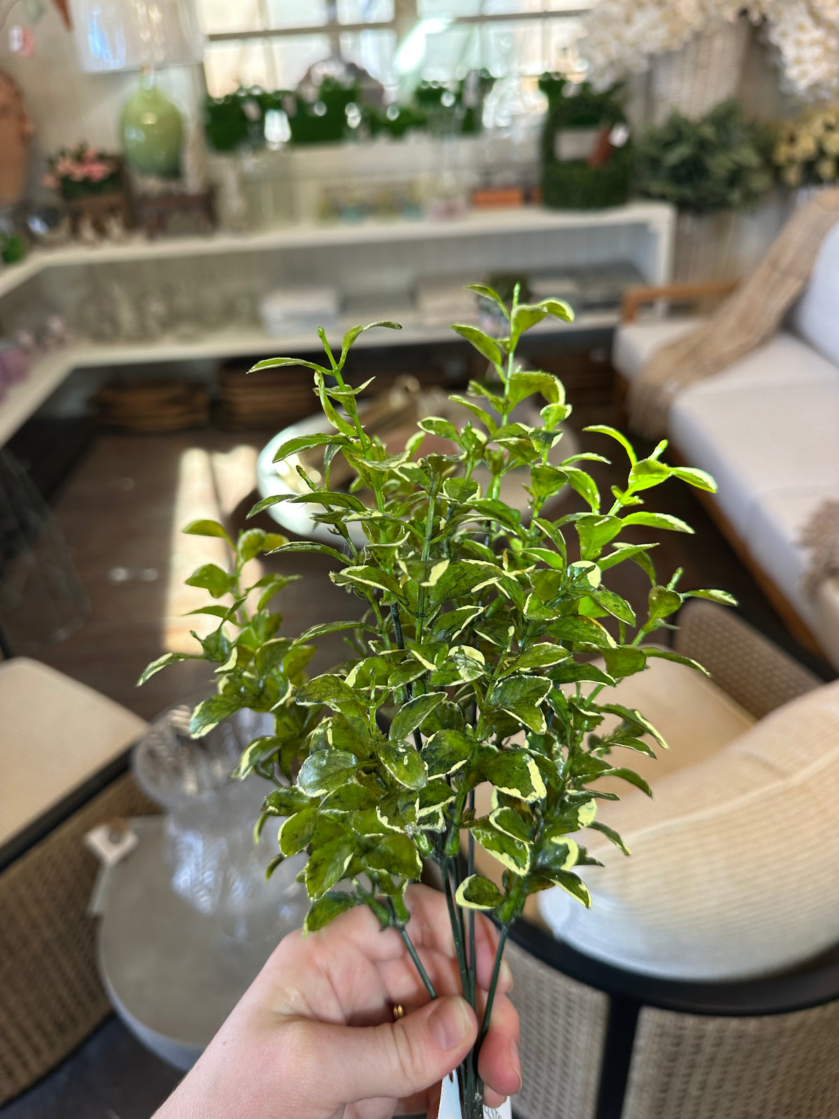 VARIEGATED BOXWOOD BUSH 13"