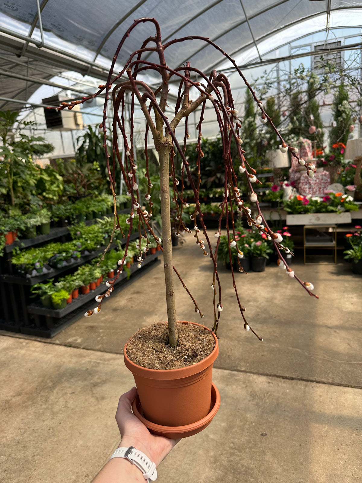 indoor willow plant for sale RESURRECTION GARDEN KIT – Millstone Market & Nursery