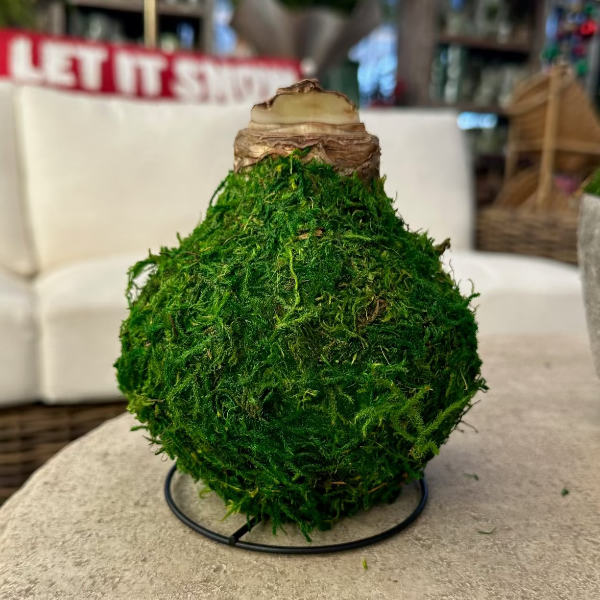 A green moss-covered decorative bulb or ornament with a textured brown top, displayed on a round stone table in a store setting.