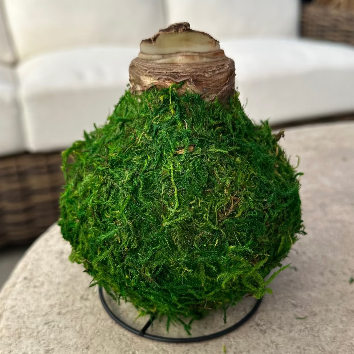 A decorative artificial mossy bulb arrangement with a textured green body, a brown faux-wood top, and a small black wire stand, placed on a round stone table in a blurred indoor setting.