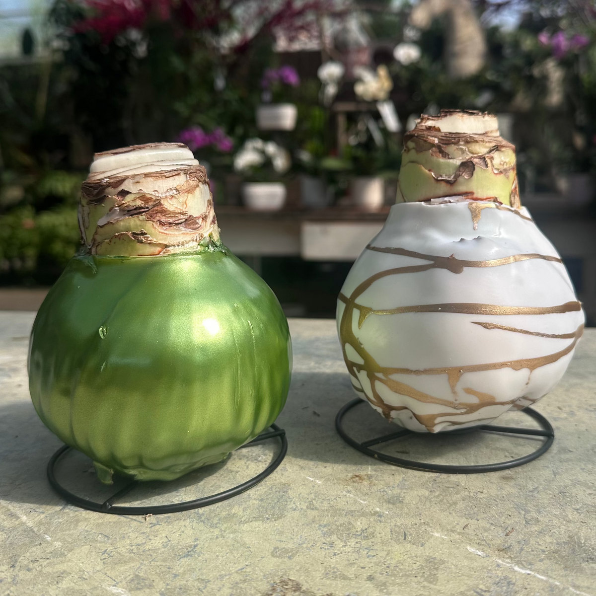 WAXED AMARYLLIS