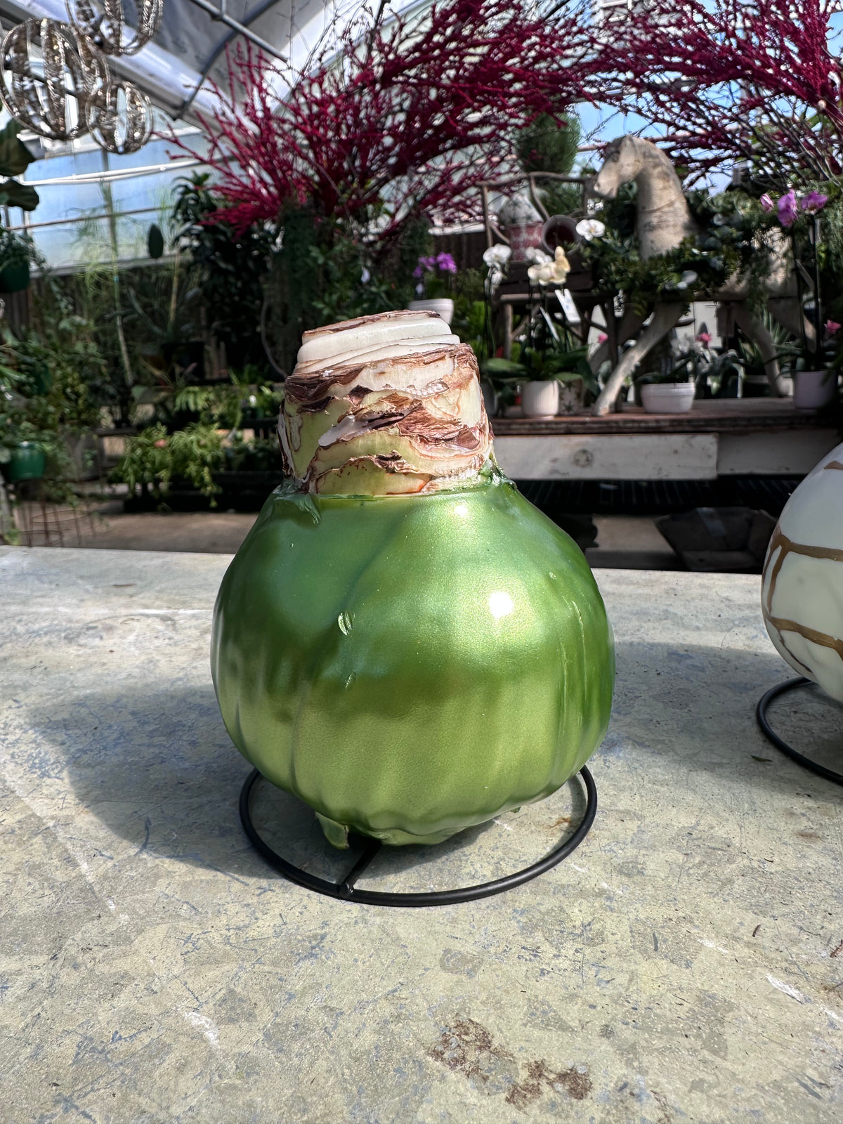WAXED AMARYLLIS