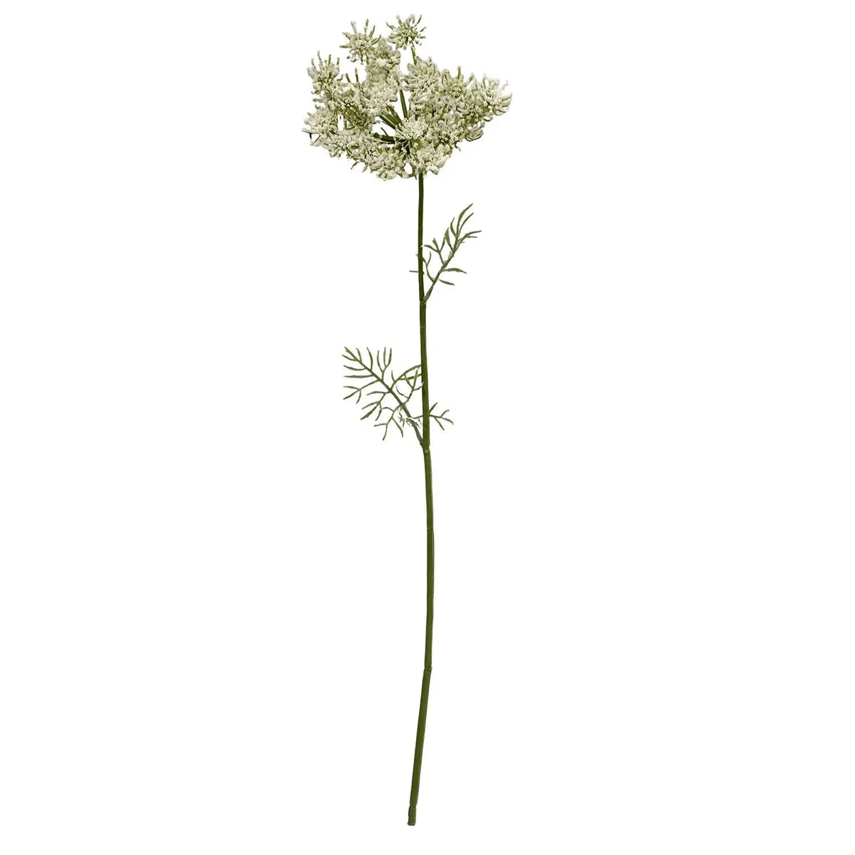 QUEEN ANNE'S LACE