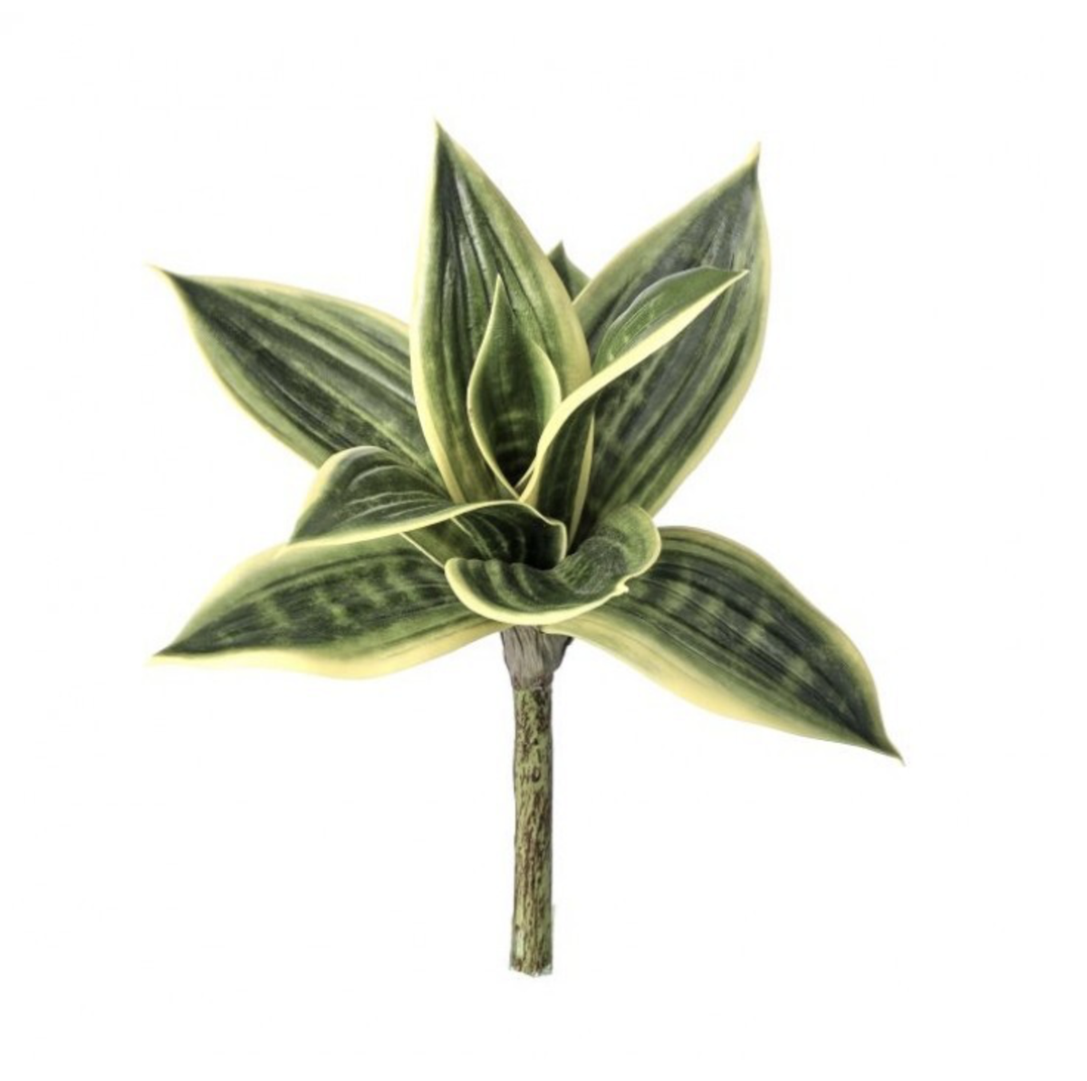 10" SANSEVERIA PLANT STEM