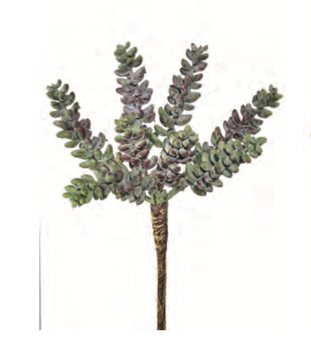BURROWS TAIL SUCCULENT PICK
