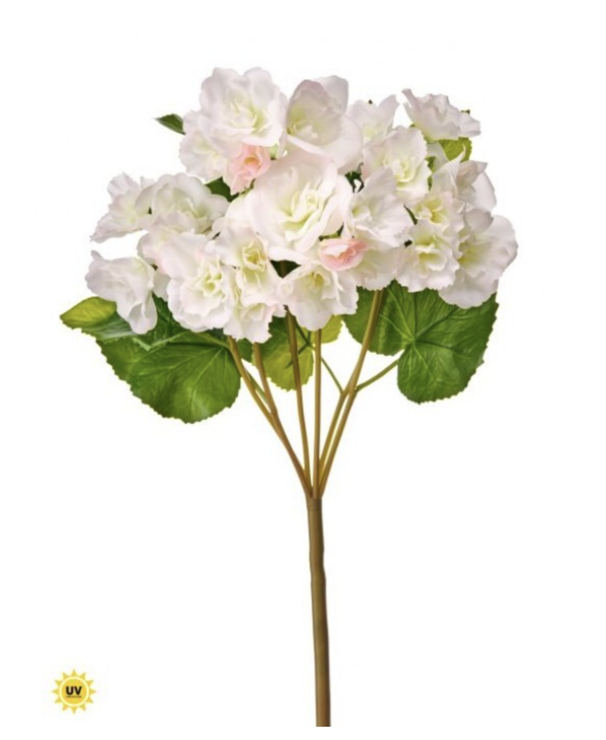 BLUSH SUMMER BEGONIA STEM