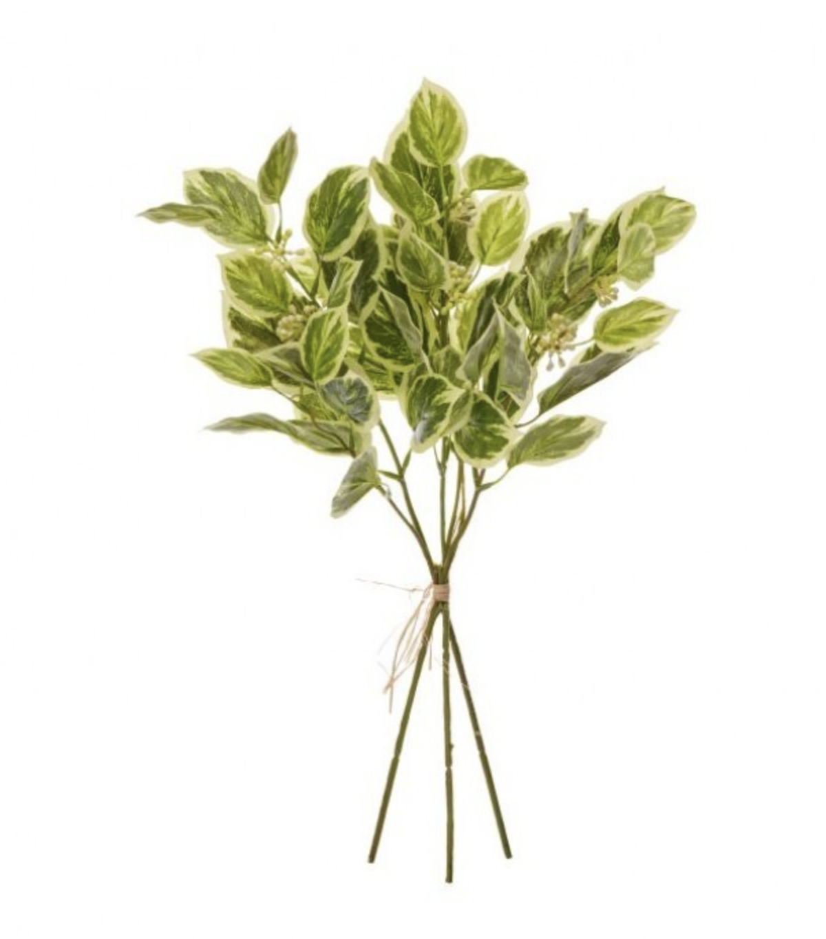 SEEDLING BEECH GREENERY BUNDLE