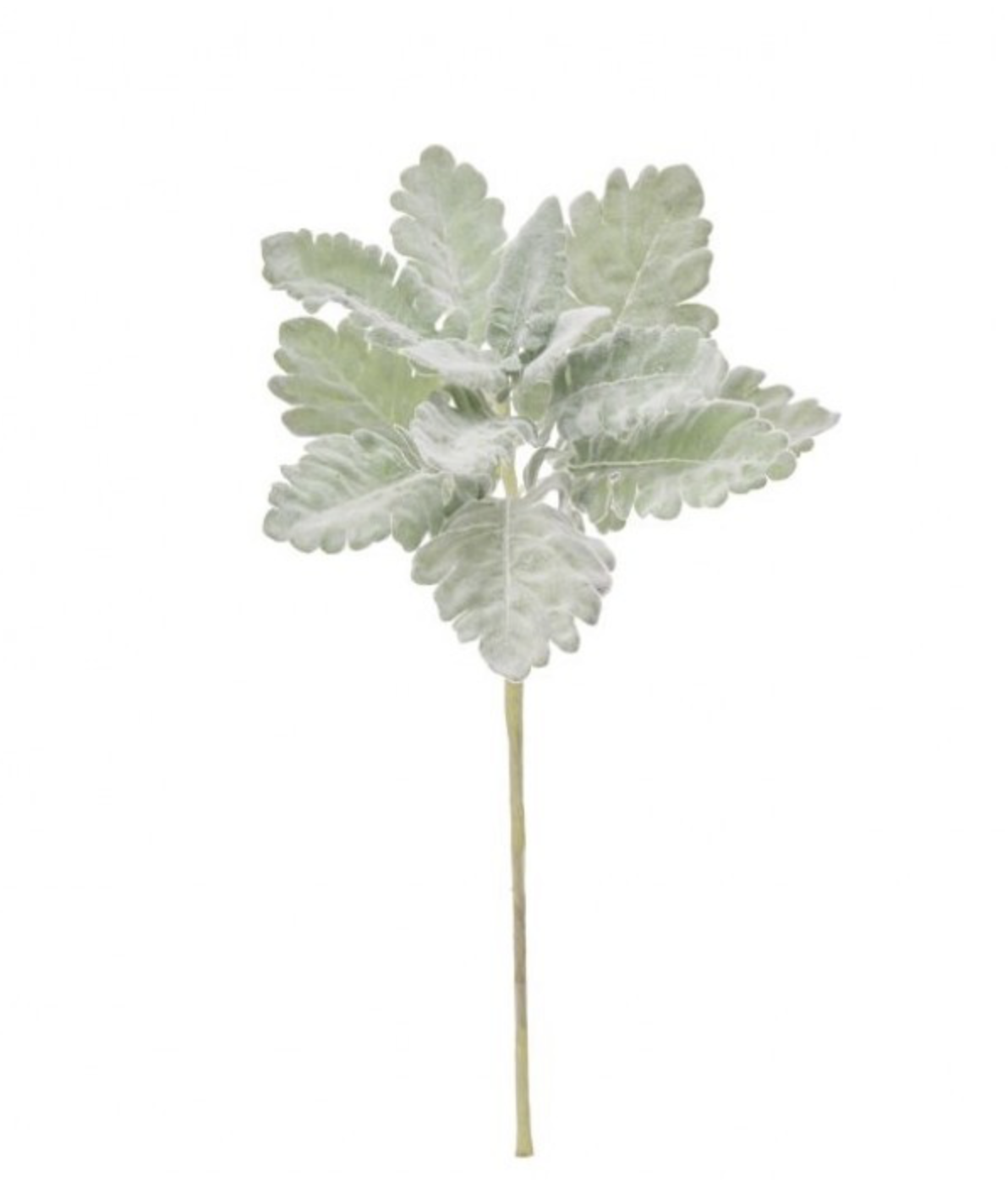 DUSTY MILLER STEM