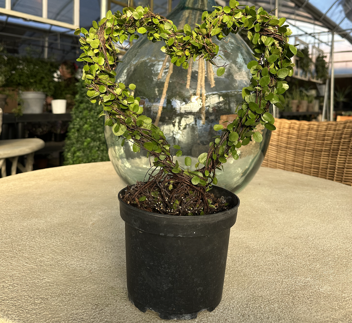 HEART TOPIARY-ANGEL VINE