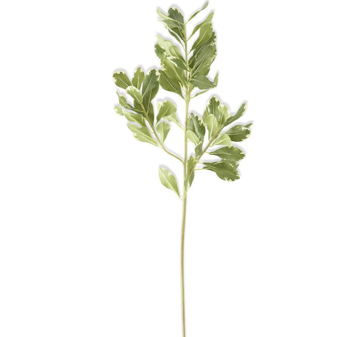 28" PITTOSPORUM STEM