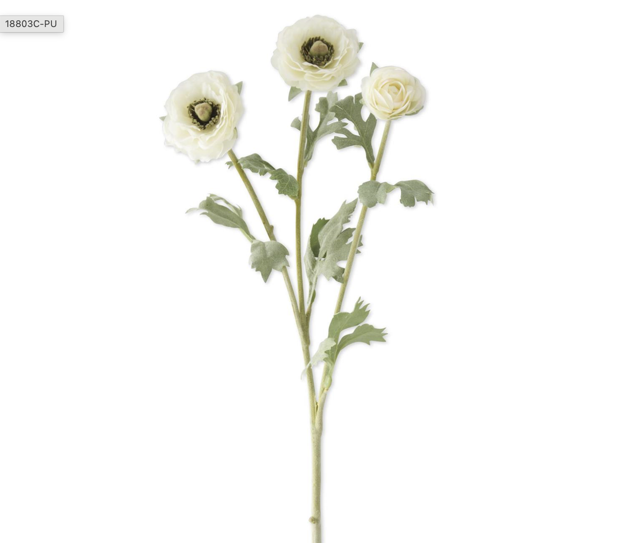 WHITE RANUNCULUS STEM