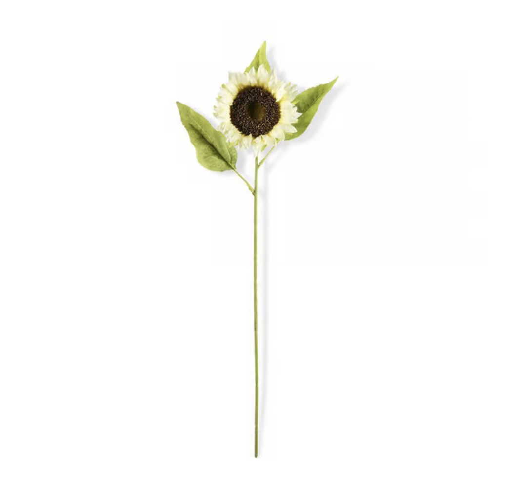 Cream Sunflower