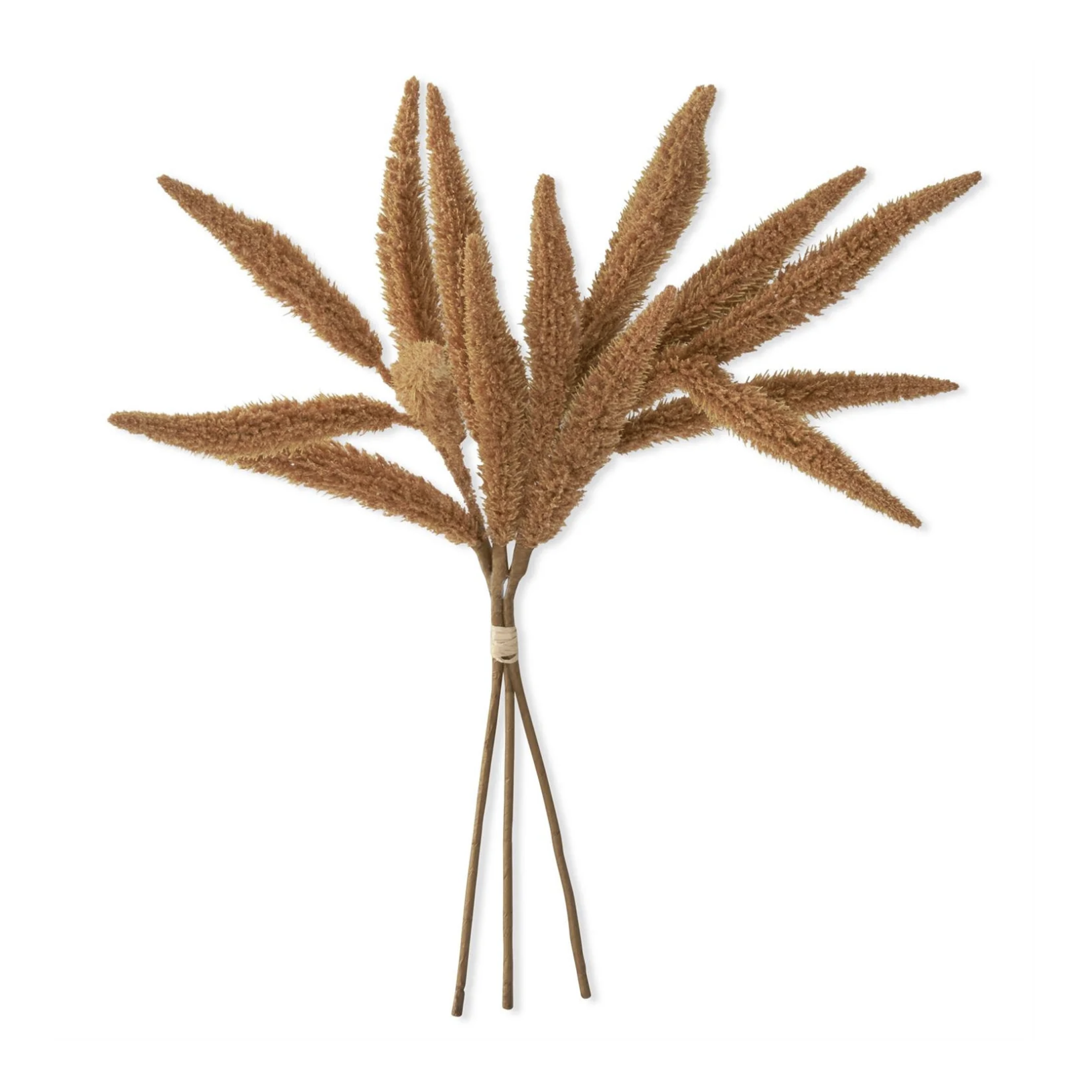 Bouquet of dried brown grasses on a white background
