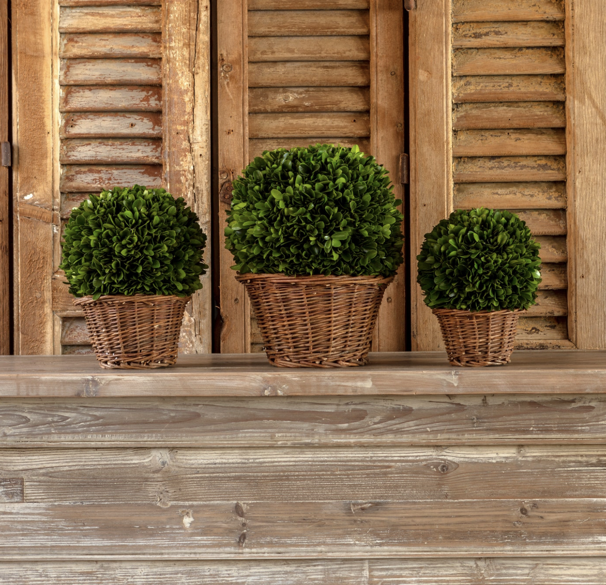 Preserved Boxwood in Basket