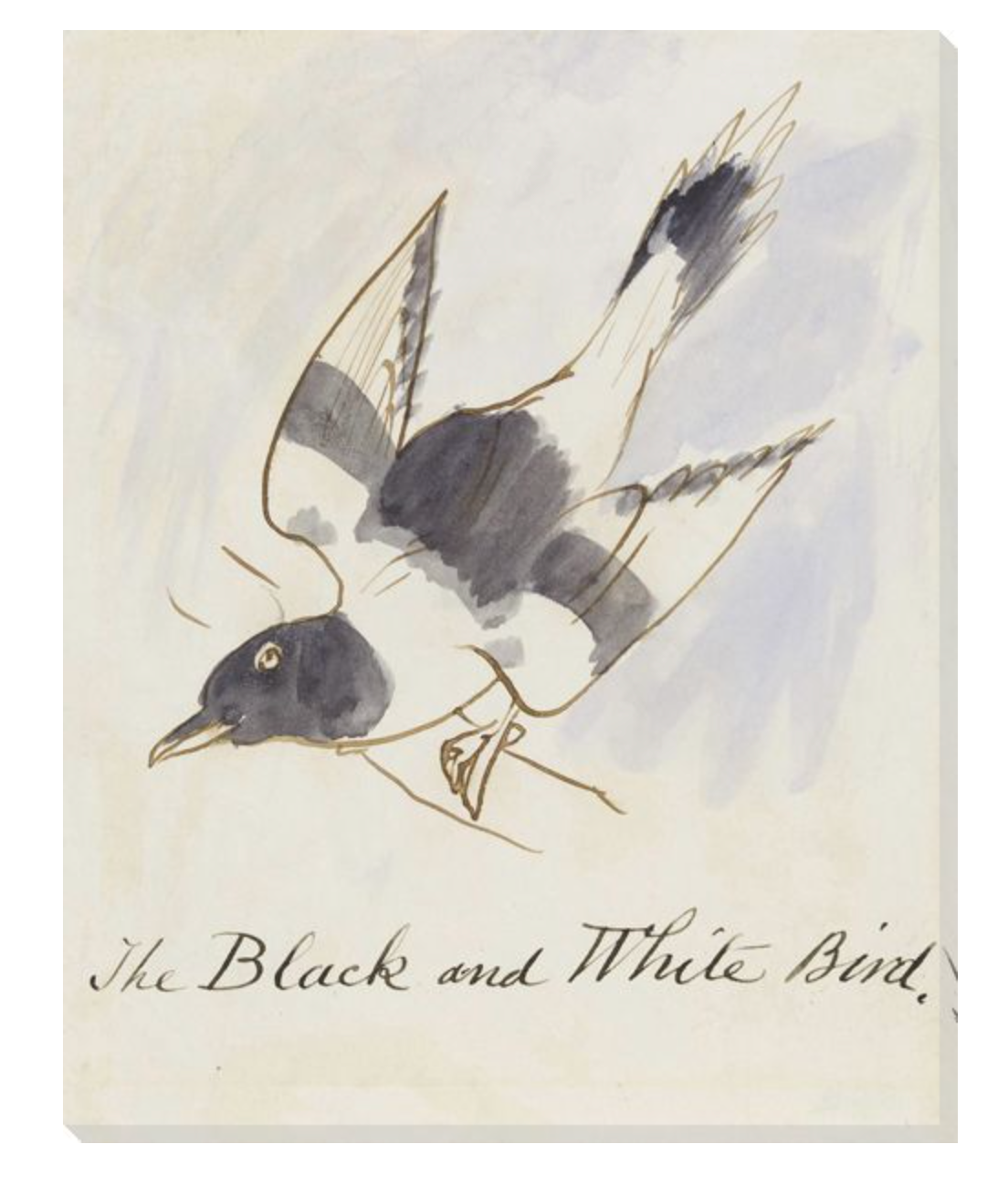 THE BLACK AND WHITE BIRD