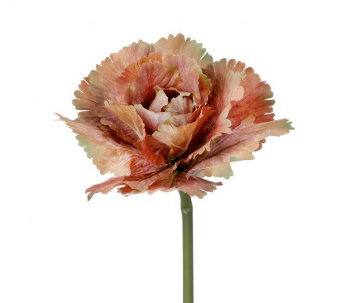 10" AUTUMN CABBAGE STEM