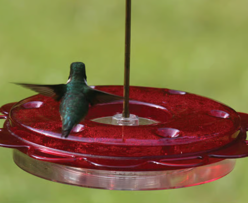 HUMMINGBIRD FEEDER (12OZ)