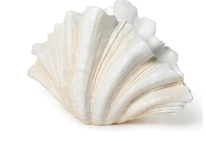 CLAM SHELL VASE