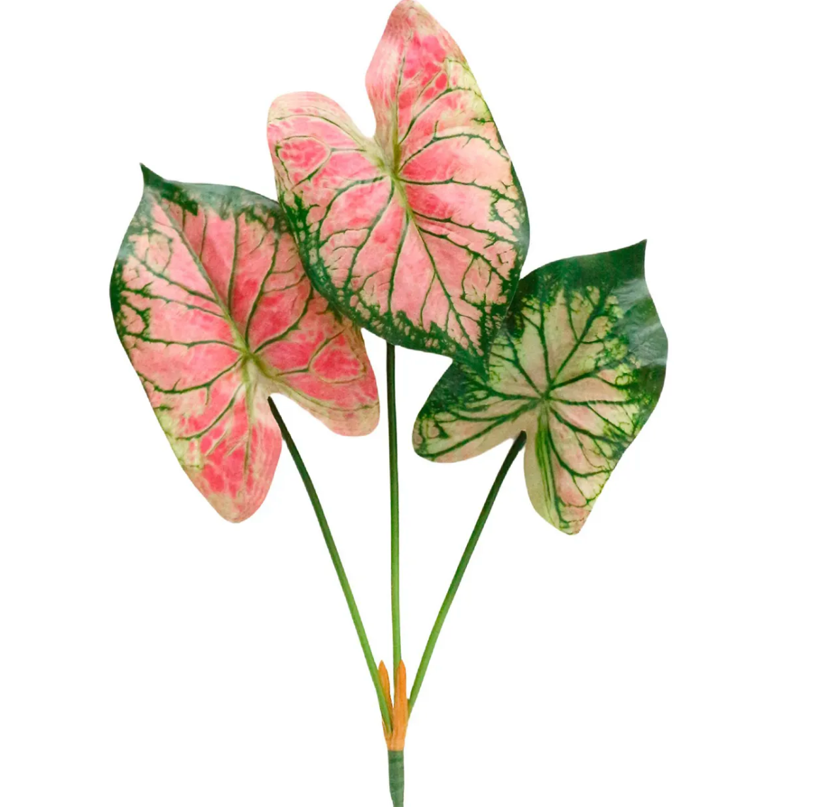 WATERMELON CALADIUM SPRAY