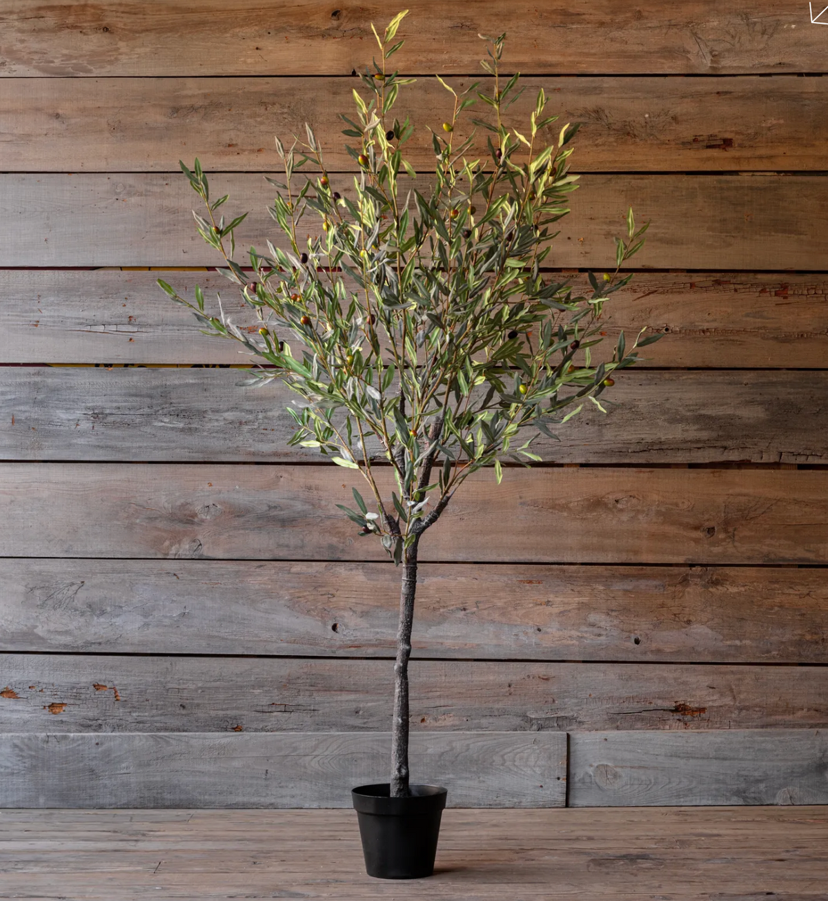 SPANISH OLIVE TREE 78"