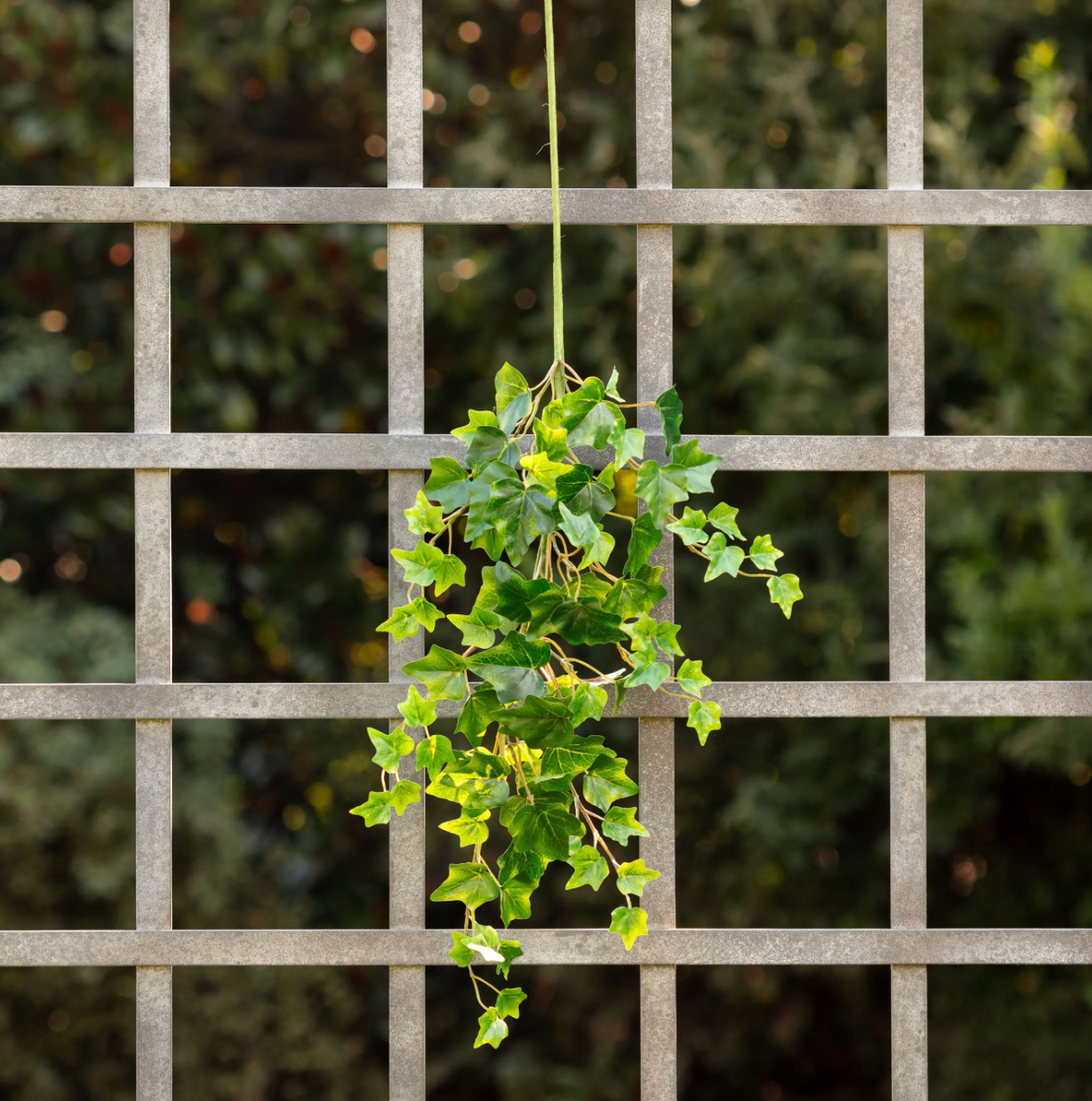 FAUX ENGLISH IVY