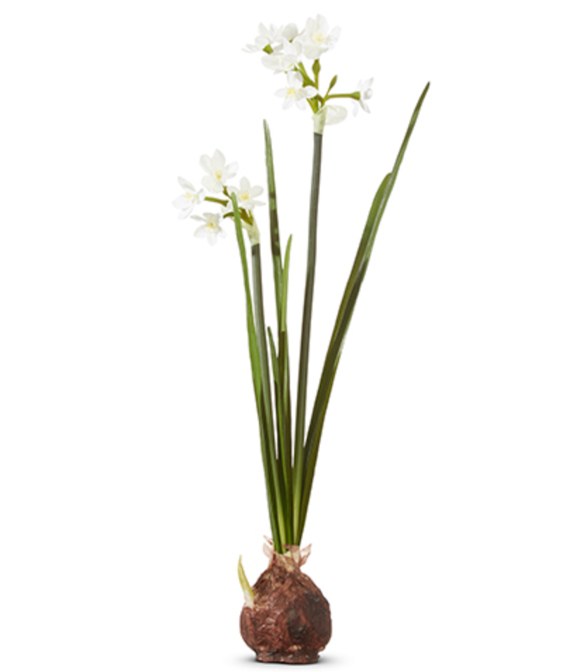 18" PAPERWHITE BULB