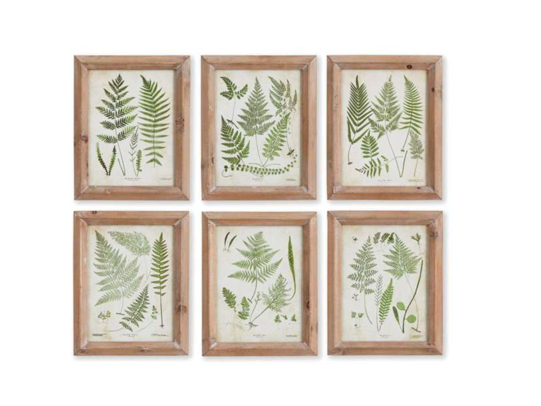 ASSORTED FROND STUDY PETITE, SET OF 6