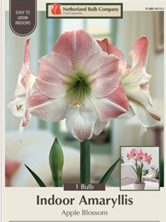 PREMIUM JUMBO AMARYLLIS BULBS