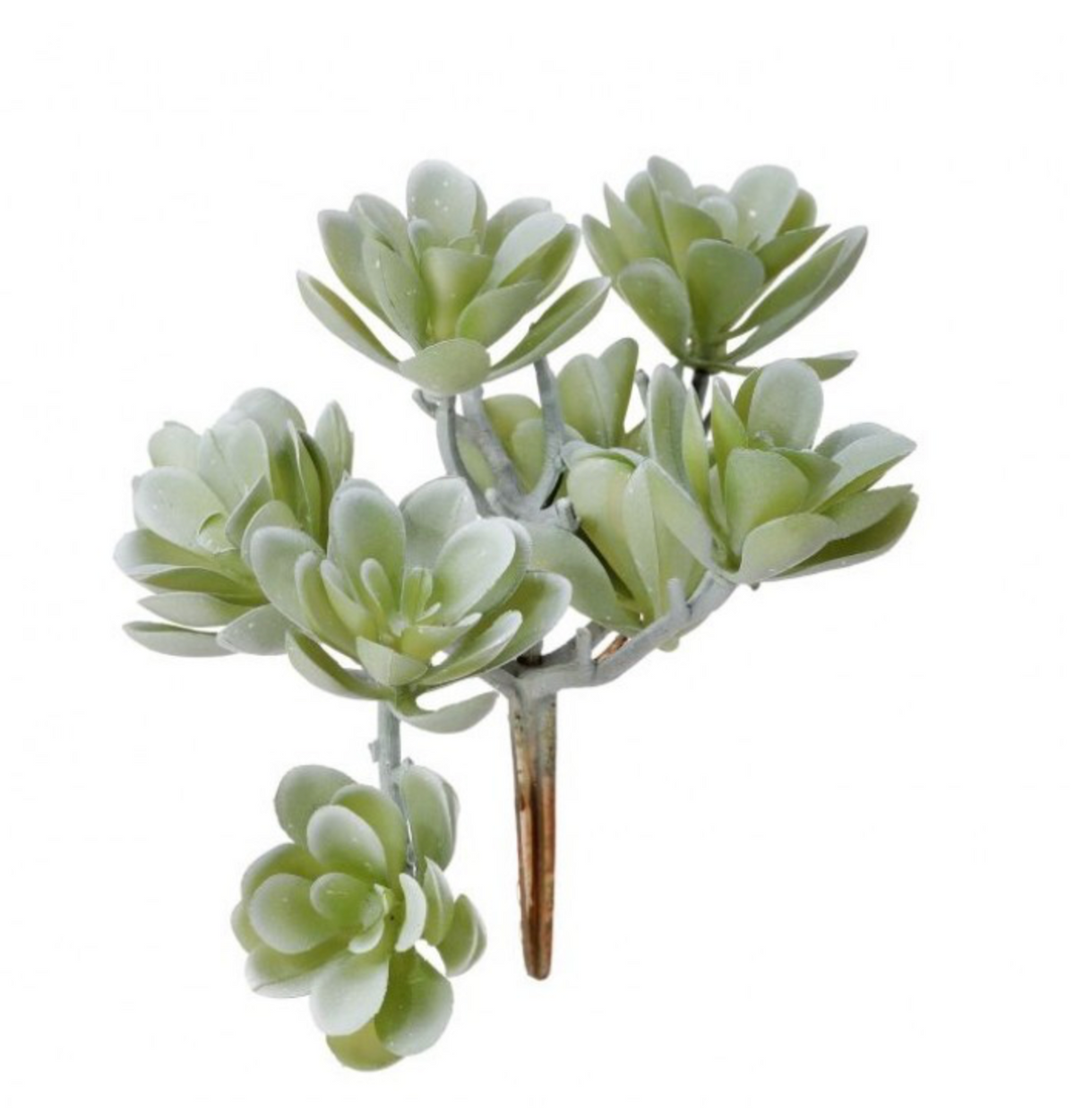 Creeping Succulent Cluster Pick 5"