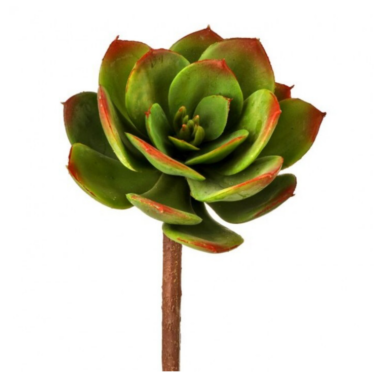ARTICHOKE LEAF ECHEVERIA