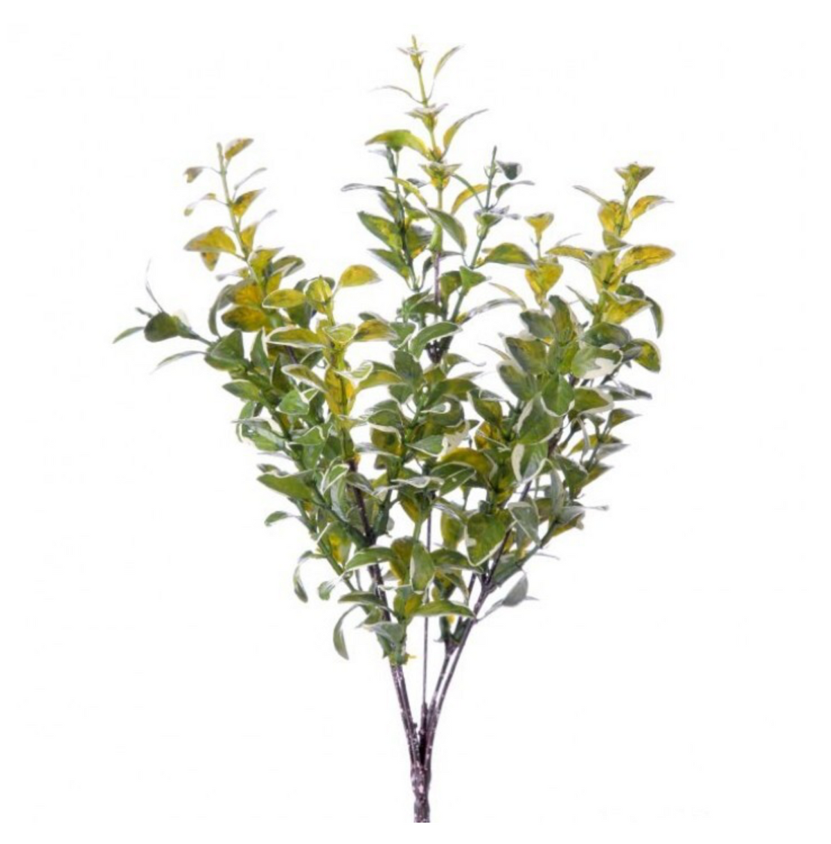 VARIEGATED BOXWOOD BUSH 13"