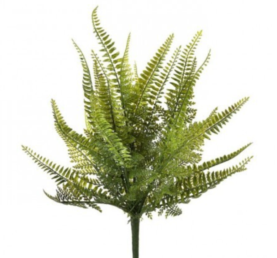 18" LADDER FERN BUSH