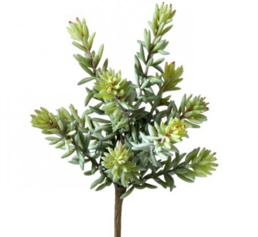 FINGER SUCCULENT PICK