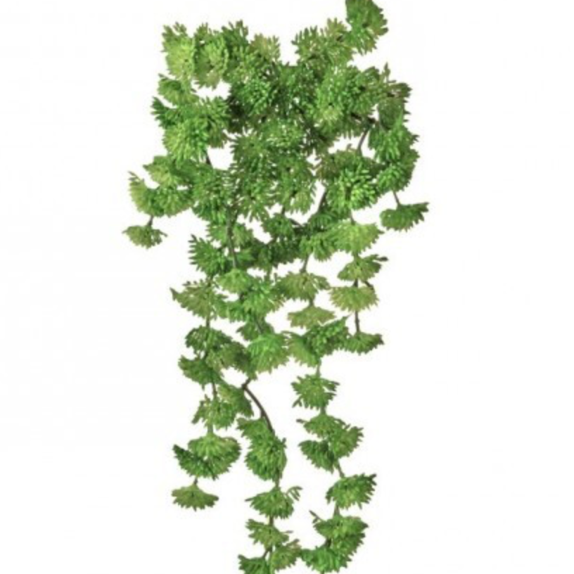 hanging sedum plant 10" HANGING SEDUM VINE PICK – Millstone Market & Nursery