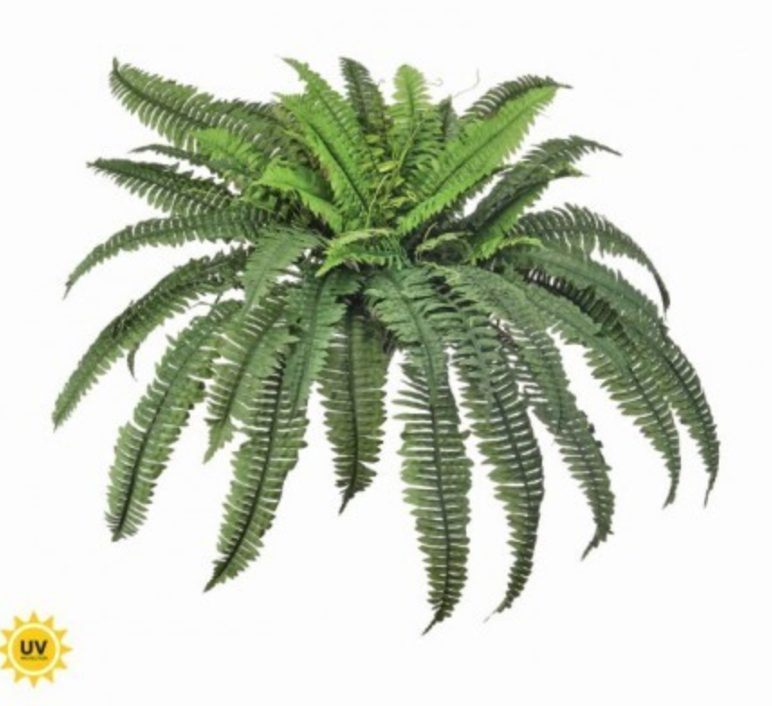 38” ESTATE BOSTON FERN