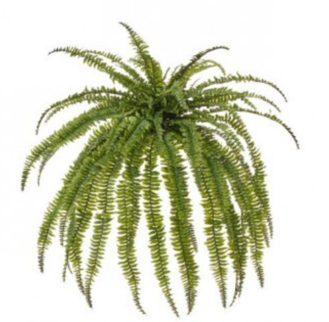 JUMBO BOSTON FERN