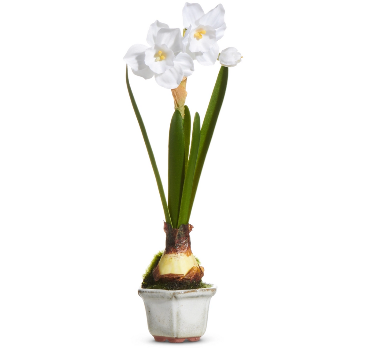 8.5” NARCISSUS IN CACHEPOT
