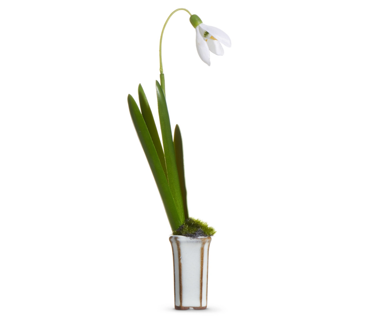 7” SNOWDROP IN CACHEPOT