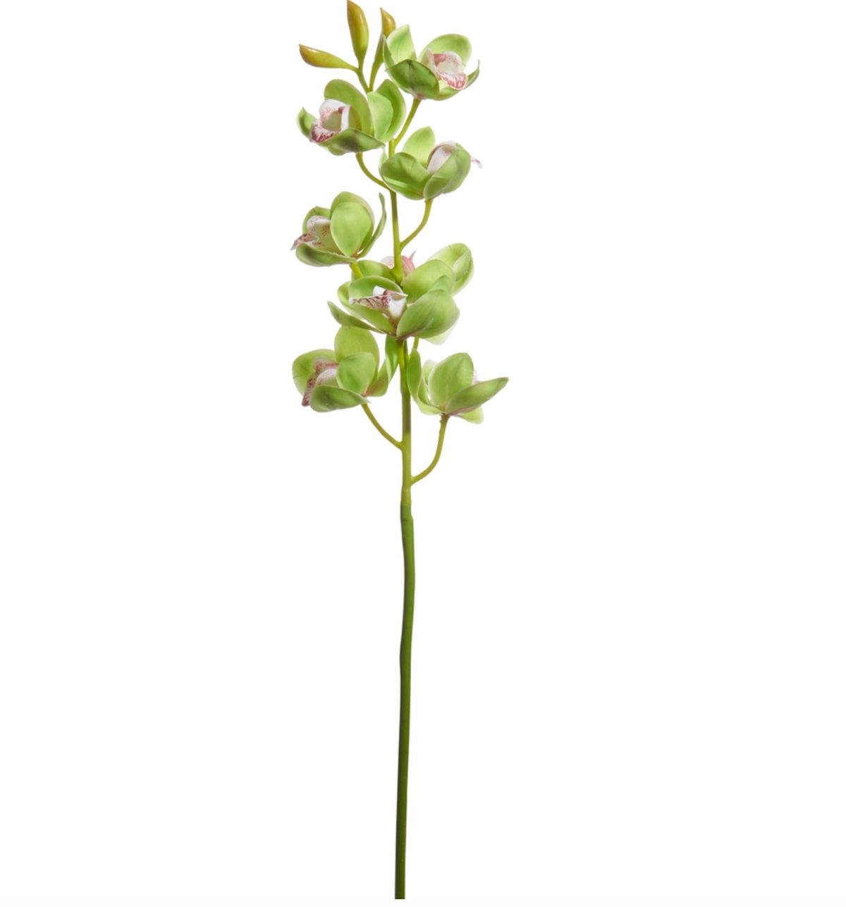 27.5" GREEN CYMBIDIUM ORCHID STEM