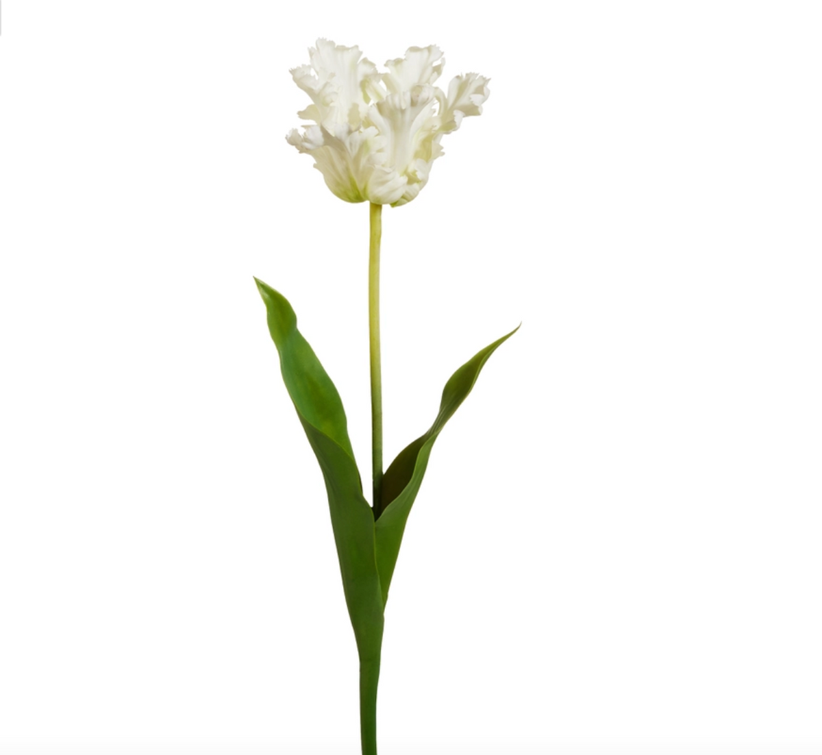 23” PARROT TULIP STEM