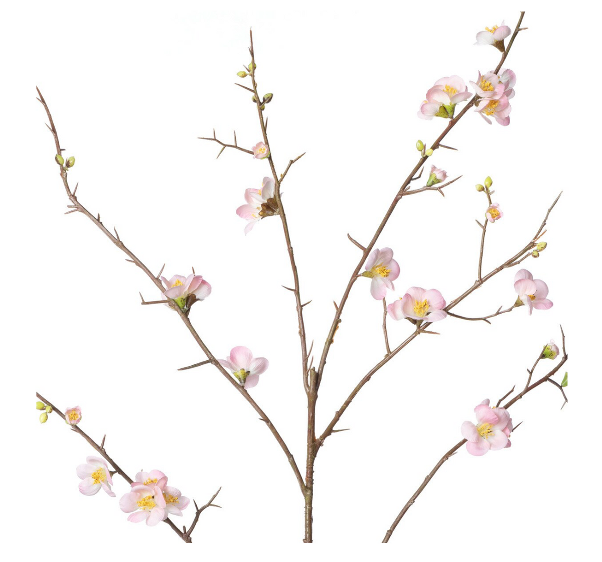 PINK QUINCE BLOSSOM BRANCH