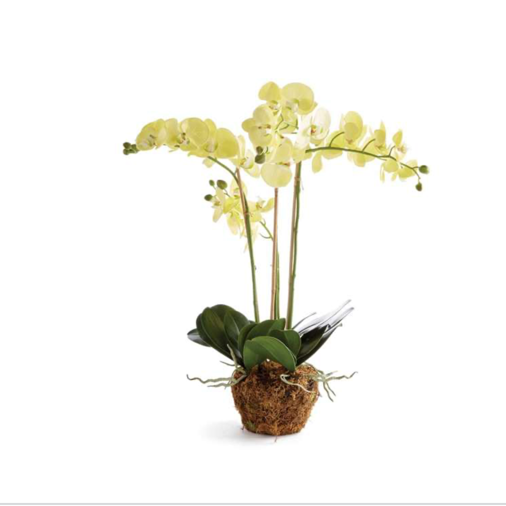 30" Yellow Orchid Drop-in