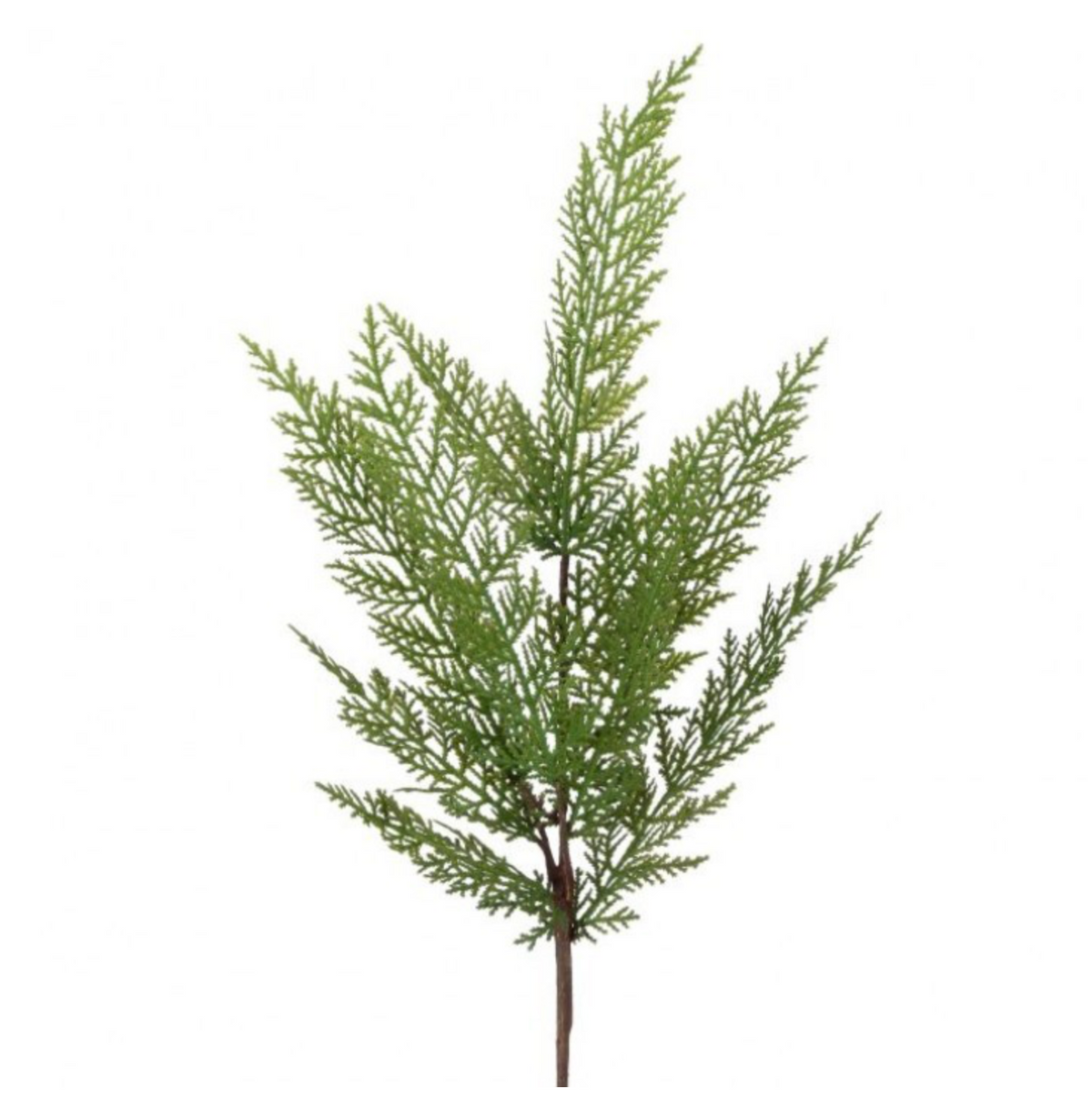 24" Lebanon Cedar Spray