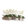 A set of artificial white orchid flowers arranged in a long gray tray tied with twine, alongside three single potted orchids in small gray pots on a white background.