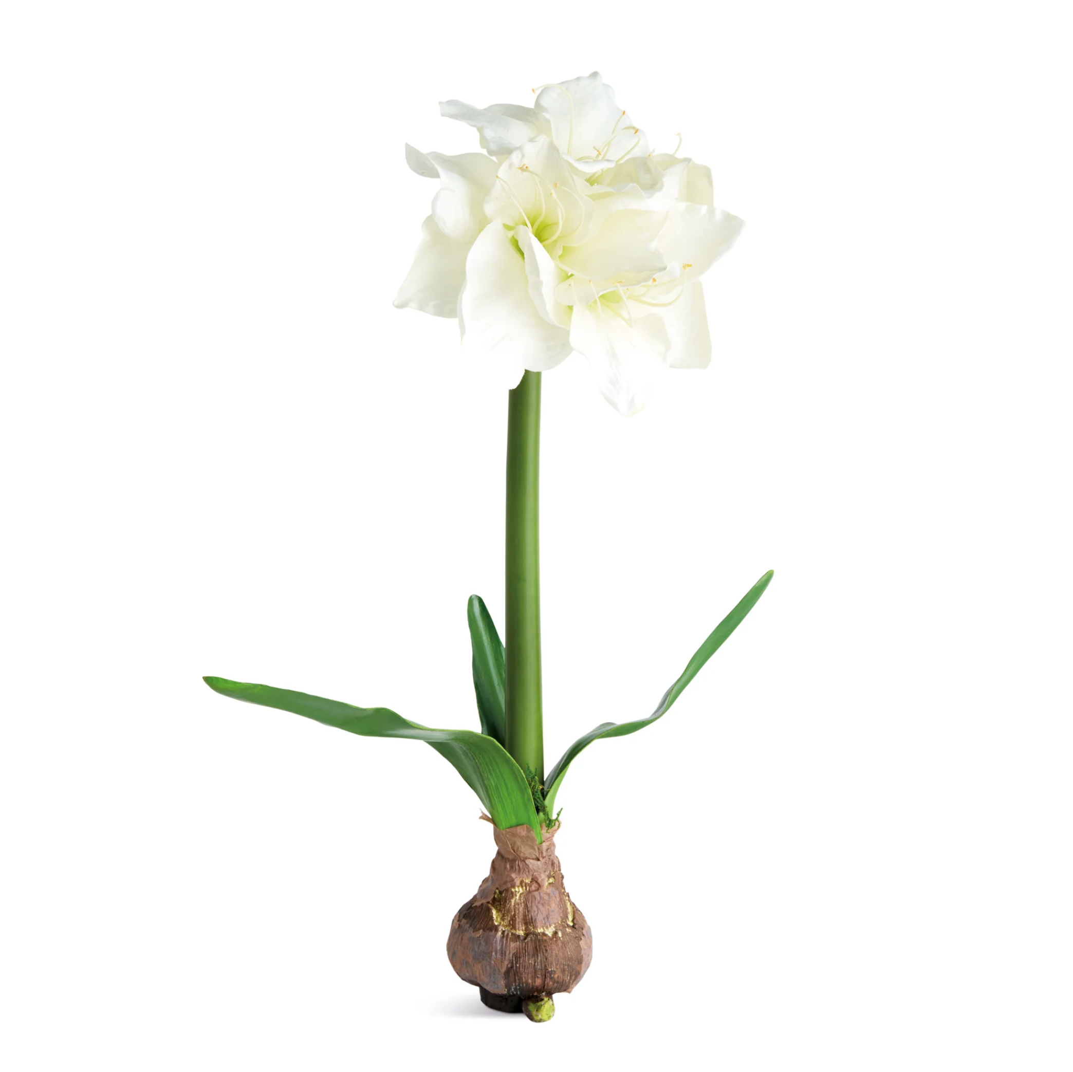 A single white amaryllis flower bulb with a green stem, green leaves, and a brown textured base, isolated on a solid white background.